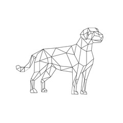 Low polygon wireframe line art style illustration of a labrador retriever, a medium-large breed of retriever-gun dog standing viewed from side on isolated white background done in black and white.