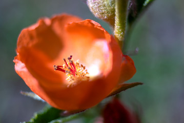 Orange Poppy Eschscholzia Californica Southwest Desert Flora