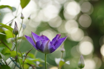 An isolated purple flower of clematis.