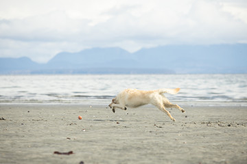 dog on the beach chasing after ball with ocean and mountains in the distance