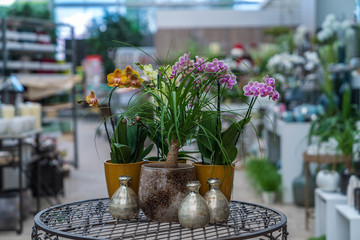 Compositions of living home and spring flowers in decorative pots and vases at a garden center in Italy, Eppan an der Weinstrasse.