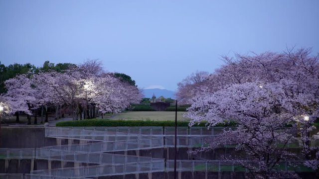 Tokyo,Japan-March 26, 2020: Mt. Fuji and cherry blossom trees in a park in the morning in Tokyo