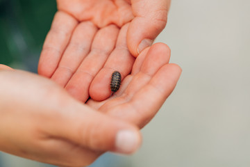 Pill Bug in Hand