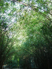 Fototapeta premium Beautiful green bamboo grove.