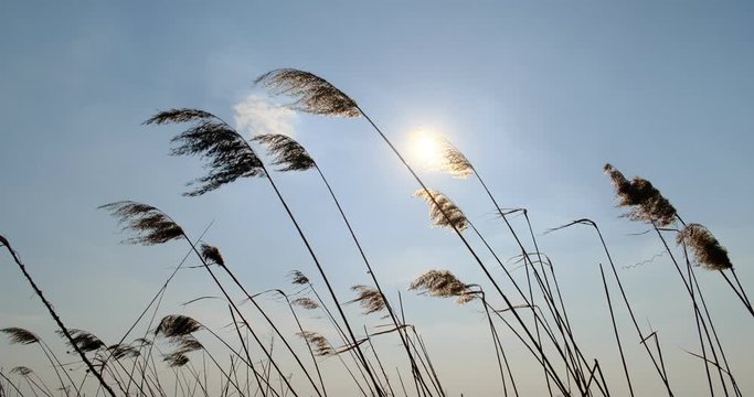 Phragmites in wind with blue sky background. Close up