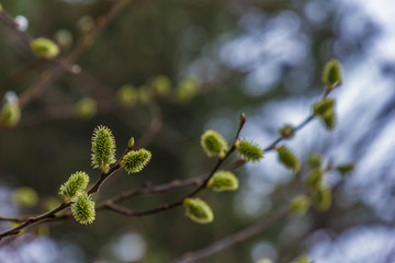 Palmkätzchen im Frühling
