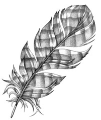 Illustration of bird feather