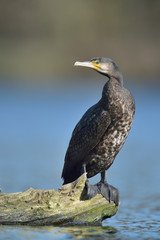 Kormoran Phalacrorax carbo