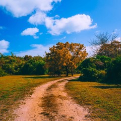 autumnal road landscape tree nature forest sky clouds green grass blue florida leaves field motley...