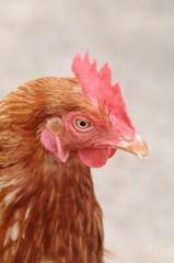 POULE