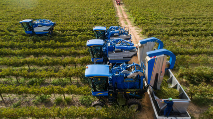 Aerial photo of grape harvesters harvesting grapes in the cape winelands in south africa
