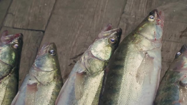Caught zander on a wooden pier