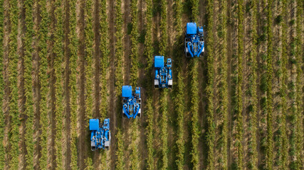 Aerial photo of grape harvesters harvesting grapes in the cape winelands in south africa