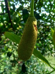Baby jack fruit or jack fruit flower. Indonesian call it babal.