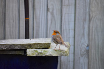 Robin has a striking orange red face throat and breast bordered by grey to the sides Brown upper parts marked with faint buff wing bar British nation's bird favourite if greeting cards are considered