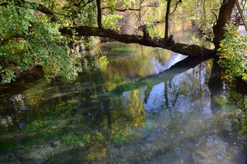 Baum über der Blau in Blaubeuren