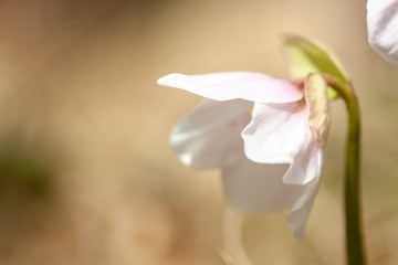 beautiful forest flower blossom macro closeup