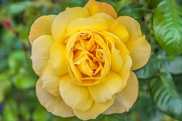 Closeup above view of a yellow rose in garden with shallow depth of field background.