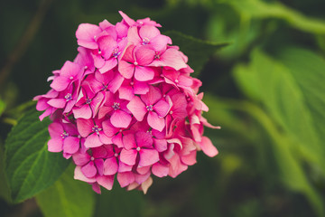 Blooming pink hydrangea or hortensia background. Spring or summer garden. Close up, selective focus, copy space