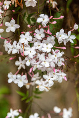 Closeup photo of white and pink star jasmine in bloom.