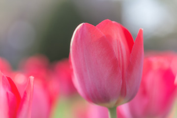 Beautiful Tulips on a Spring Afternoon
