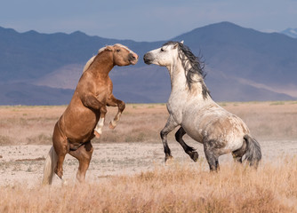Onaqui Wild horse herd
