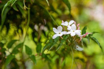Obraz na płótnie Canvas Closeup photo of three white star jasmine flowers at the end of a branch with green bokeh in background.