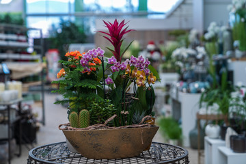 Compositions of living home and spring flowers in decorative pots and vases at a garden center in Italy, Eppan an der Weinstrasse.