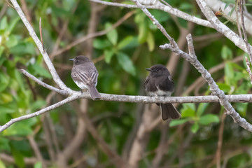 Pair of Black Phoebe birds sharing the same branch in the estuary as a common perch while remaining alert to danger.