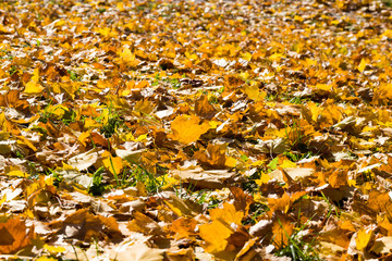 dry yellowed foliage
