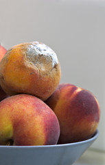 Peaches stacked in a bowl among which is one that is rotten