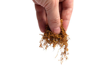 handful of tobacco in a male hand on a white background. isolate