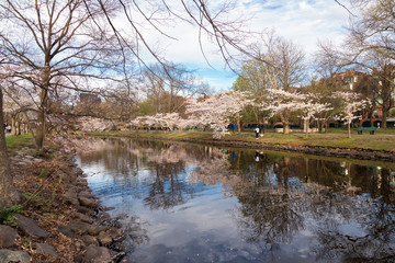 Fototapeta na wymiar Cherry Blossom in Boston City