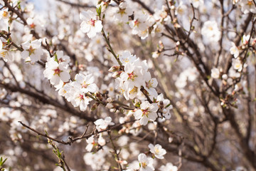 Tenderness Branch of  blossoming tree with beautiful flowers on the natural background. Spring card easter concept. 