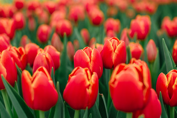 A lot of blooming buds of red tulips, close-up.