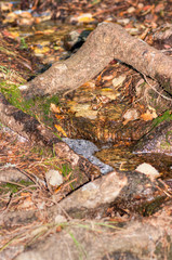 Fototapeta premium stream in the woods