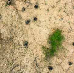 natural forest background with green grass and cones