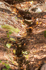 Obraz premium stream in the woods