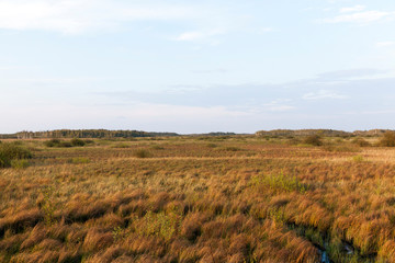 Fototapeta premium swamp and yellow grass