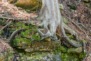 Cedar trees growing in Niagara Escarpment dolomite rocks.