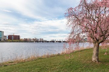 Fototapeta na wymiar Cherry Blossom in Boston City
