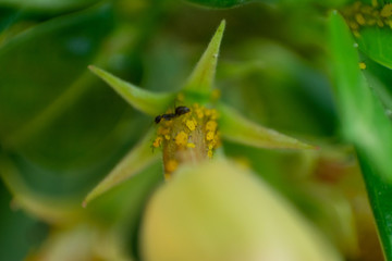 insecto
