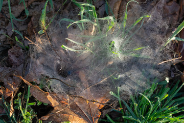 Riverside Early Sunrise 