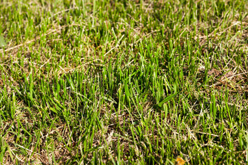 a large meadow