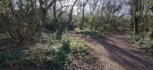 Obraz premium road in the forest