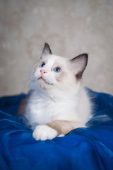 ragdoll  cat kitten cat breed rag doll cute ragdollcat