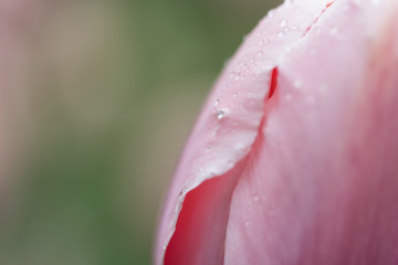 Beautiful Tulips on a Spring Afternoon