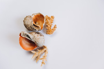 Variety of sea shells on a white background. Seashell collection isolated on the white background