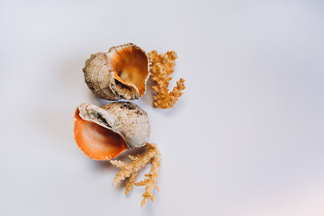 Variety of sea shells on a white background. Seashell collection isolated on the white background
