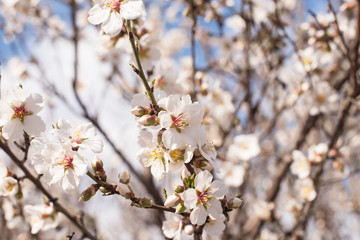 Branch with white flowers on a fruit tree - spring flowering of trees. spring background, floral texture: cherry blossom. wallpaper Springtime